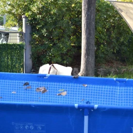 Filet anti-feuilles piscine